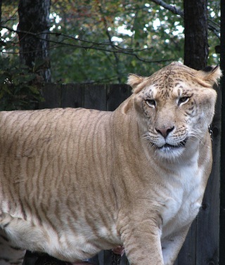 Photo of a liger.