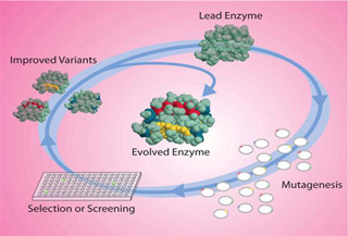 Directed evolution paradigm starts with a lead enzyme, goes through mutagenesis, and then selection, to produce an evolved enzyme.