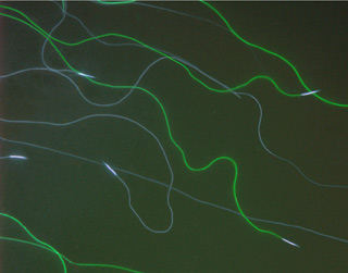 Fruit fly sperm cells shown as long fluorescent green squiggly lines.