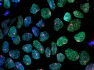 A micrograph of induced pluripotent stem cells (iPSCs), shown as blue-green ovals and circles, each with a red dot in the center and filled with green dots.