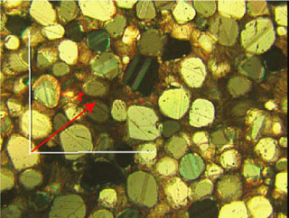 A thin section of carbonate rock.