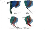 Permian through Triassic development of Sonomian arc.