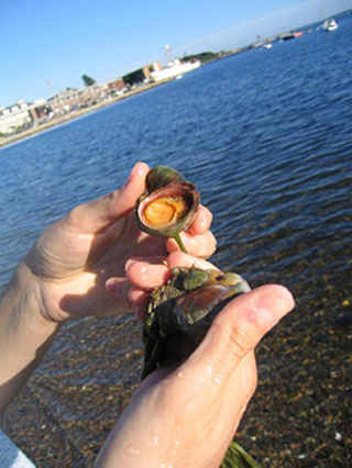 Collecting marine samples as part of WHOI's Aging Lab Photo.