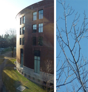 Two photographs of buildings and trees that illustrate daily scenes surrounding us.