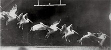 Twelve consecutive images of a pelican landing.