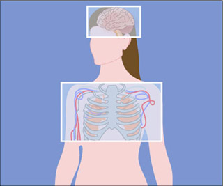 Illustration of human figure and internal organs.