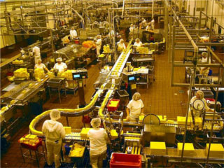 Workers dressed in white stand at various stations along a  winding conveyor belt carrying bricks of yellow cheese to be sliced, inspected, and packaged.