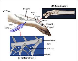 Diagram of smart joint design based on a bird's wing.