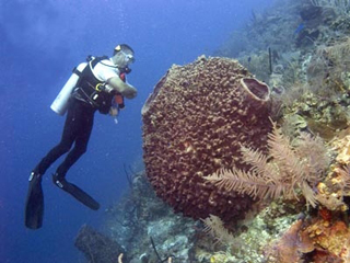 An underwater photo of a diver next to a giant barrel sponge.