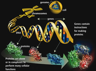 Illustration of how genes instruct the makup of proteins.