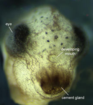 Close up of a developing Xenopus.