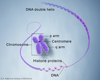 Figure showing DNA and histone proteins packaged into chromosomes.