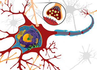 Diagram of a neuron, with a synapse and a schwann cell shown in detail.