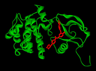 Ribbon diagram of the crystal structure of BCR-ABL kinase in complex with Gleevec.