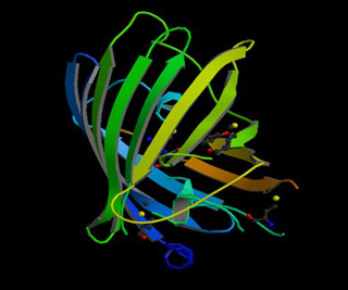 Ribbon diagram of the crystal structure of green fluorescent protein.