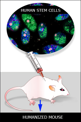 A schematic diagram of a humanized mouse, showing human stem cells transplanted into a mouse.