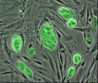 Mouse embryonic stem cells.
