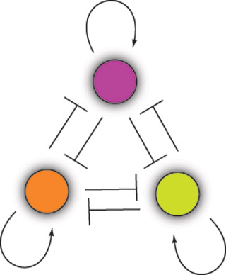 An illustration, representing a genetic network, shown as three circles arranged in a triangular pattern, with straight lines in between and curved arrows around the outside.