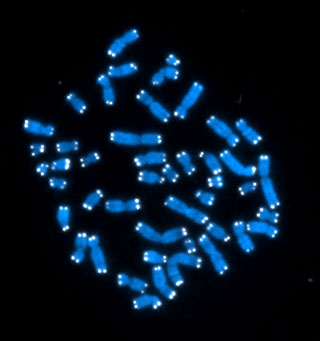 A photograph showing chromsomes under a microscope, stained blue.