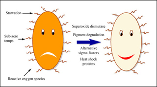 Smiling and frowning microorganisms.
