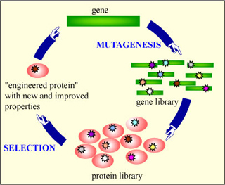 Protein engineering cycle