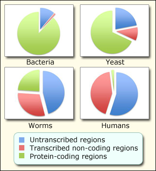 Four pie charts showing the relative amounts of coding and non-coding regions in the genomes of bacteria, yeast, worms, and humans.