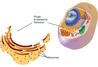 An illustration showing an animal cell, alongside a close-up view of the endoplasmic reticulum.