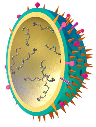 a flu virus shown as a 3 dimensional illustration with half of a blue-green sphere, covered in tiny orange spikes, with purple spiral strands inside the sphere.