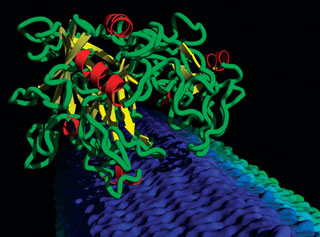 A computer-generated model showing a cellulase enzyme breaking down cellulose.