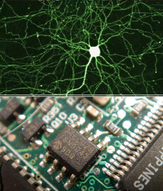 Imaging of neurons on top, photo of computer circuitry on bottom.
