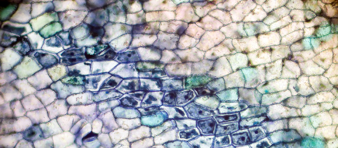 A mostly blue and white photo of a flower petal at such high magnification that individual cells can be seen, with walls surrounding each one.