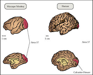 Primary visual cortex of the brain for human and monkey.