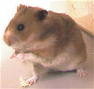 Photograph of a hamster.