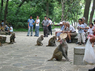 Photo of monkeys and humans studying each other.