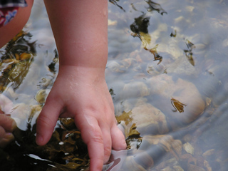 A toddler's hand feels the water and stone floor of a clear stream.