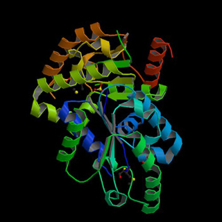 Image showing the multi-colored coils of shikimate kinase.
