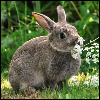 Photograph of a rabbit.