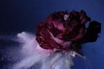 Frozen rose 5 - exit spray (original image).