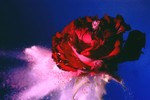 Frozen rose 5 - exit spray (Photoshop-enhanced).