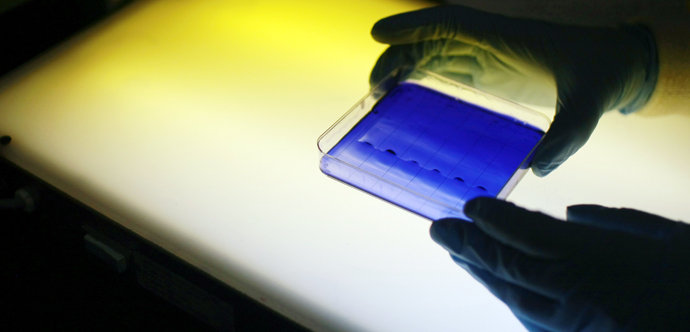 A photo of gloved hands holding a small square dish containing a blue substance lit from behind.