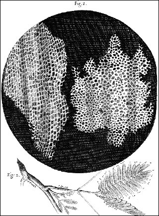 Black and white drawing of cork suber cells and mimosa leaves.