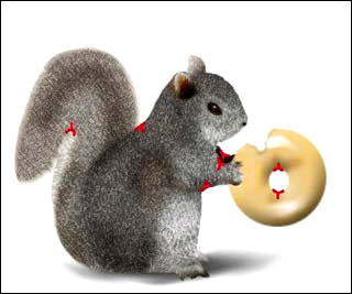 An illustration of a squirrel holding a bagel. The saddle points are highlighted in red.
