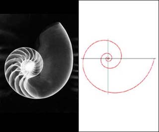 Nautilus shell X-ray and logarithmic spiral.