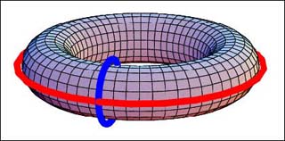 On the torus, the cycles intersect in one point.