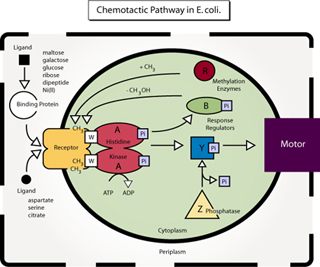 Diagram of the chemotactic pathway in E. coli.